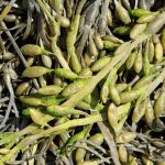 Are Seaweed Fertilizers Beneficial for All Plants