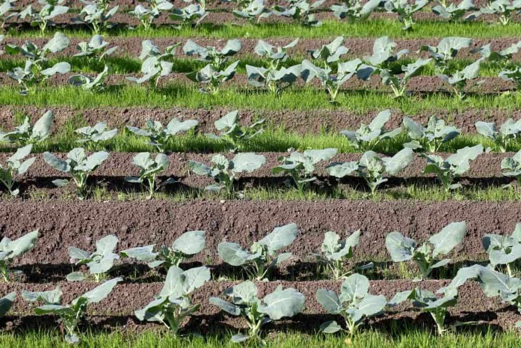 Broccoli Plant Growing Stages