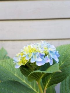 Can You Plant Hydrangeas Next To House