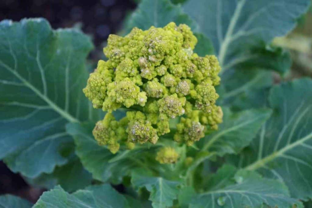 Cauliflower Growing Stages
