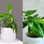 Difference between Cebu Blue Pothos and Philodendron