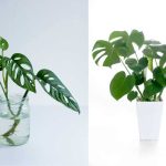 Differences Between Monstera Adansonii and Deliciosa