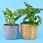 Differences Between Monstera Obliqua and Adansonii