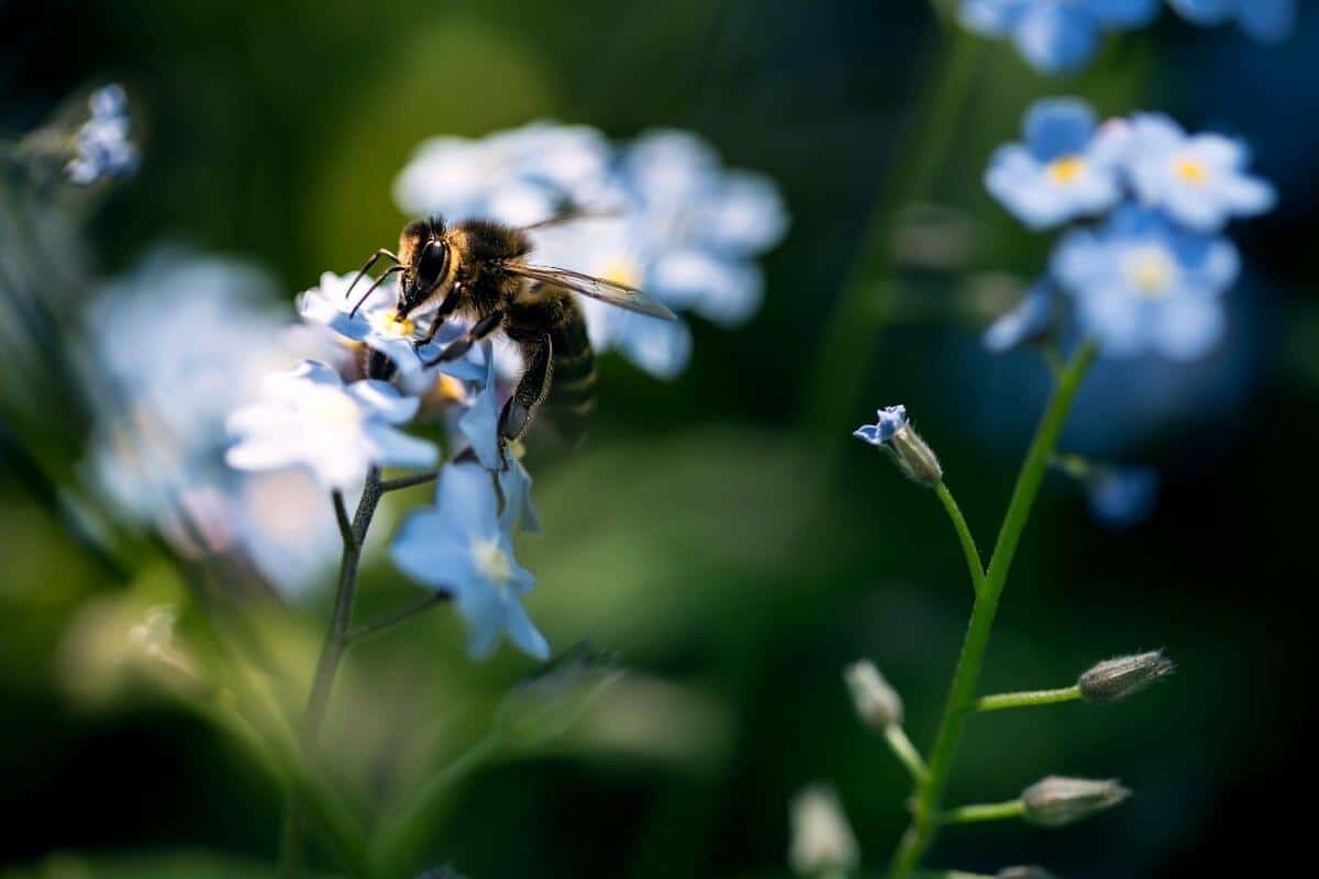 Do Bees Like Forget-Me-Nots? (Forget-Me-Nots Friendly Bugs)