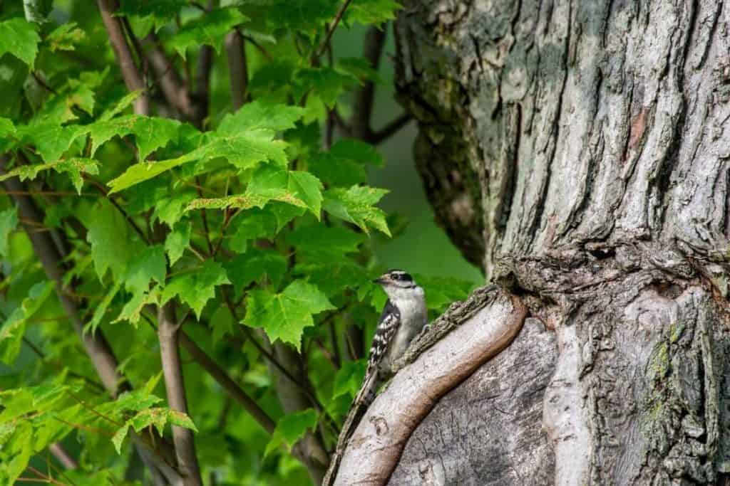 Do Woodpeckers Kill Trees