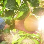 Does Spraying Water on Fruit Prevent Frost Damage