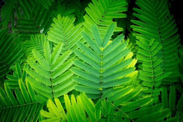 Top 6 Beautiful Trees with FernLike Leaves (With Photos)