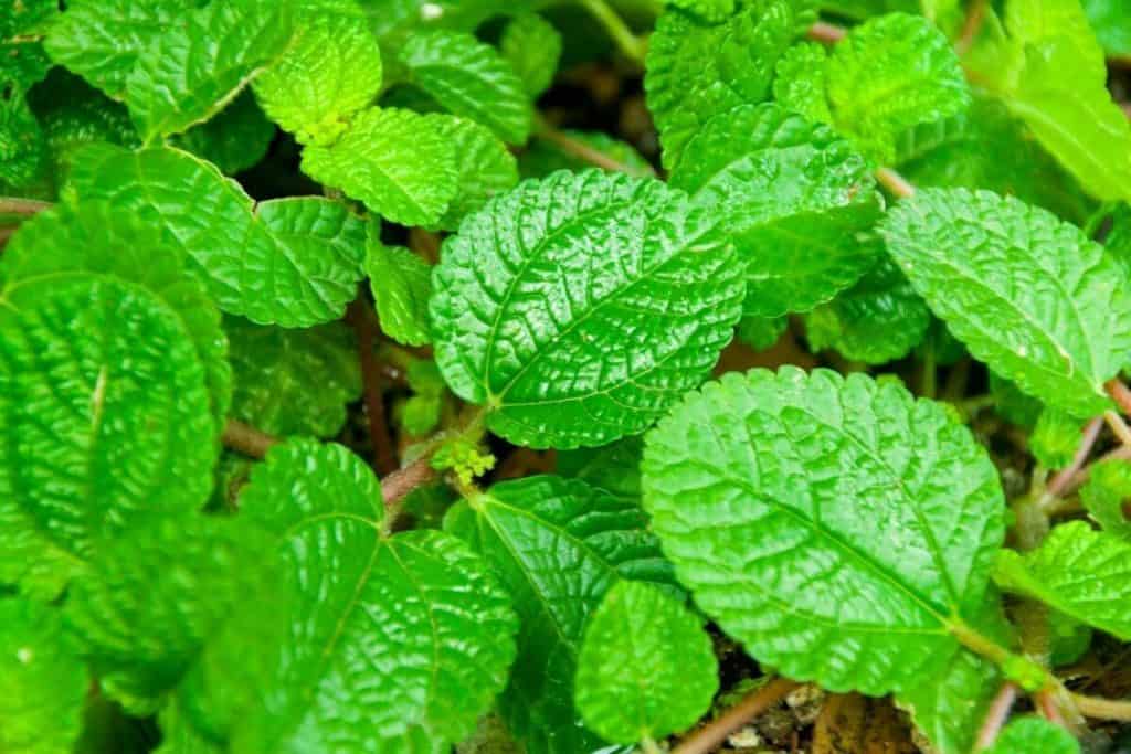 Plants with Heart Shaped Leaves