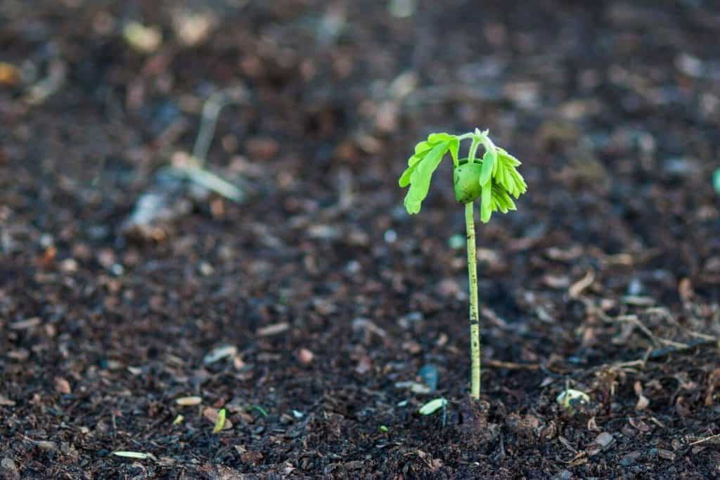 How Do You Bring Dead Soil Back To Life