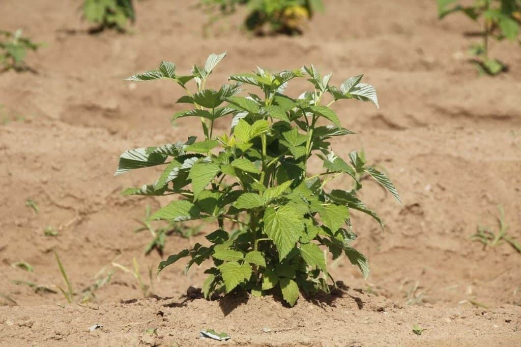 How Long Do Raspberries Take To Grow from Seed