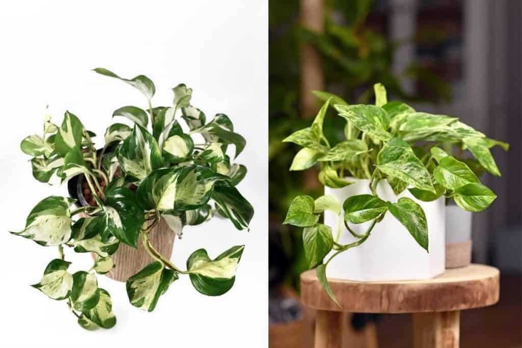 Manjula Pothos Vs Marble Queen