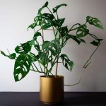 How to Care For Monstera Adansonii