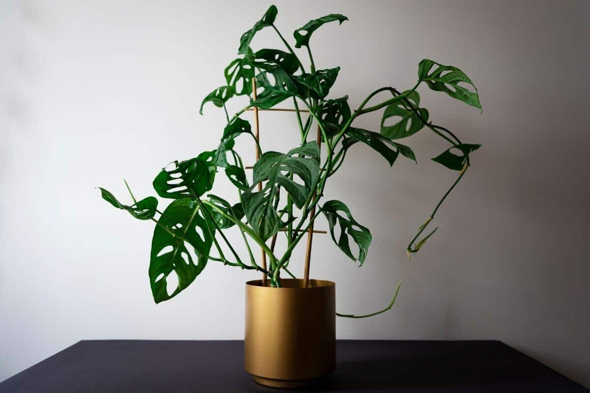 Monstera Adansonii Care (Swiss Cheese Plant)