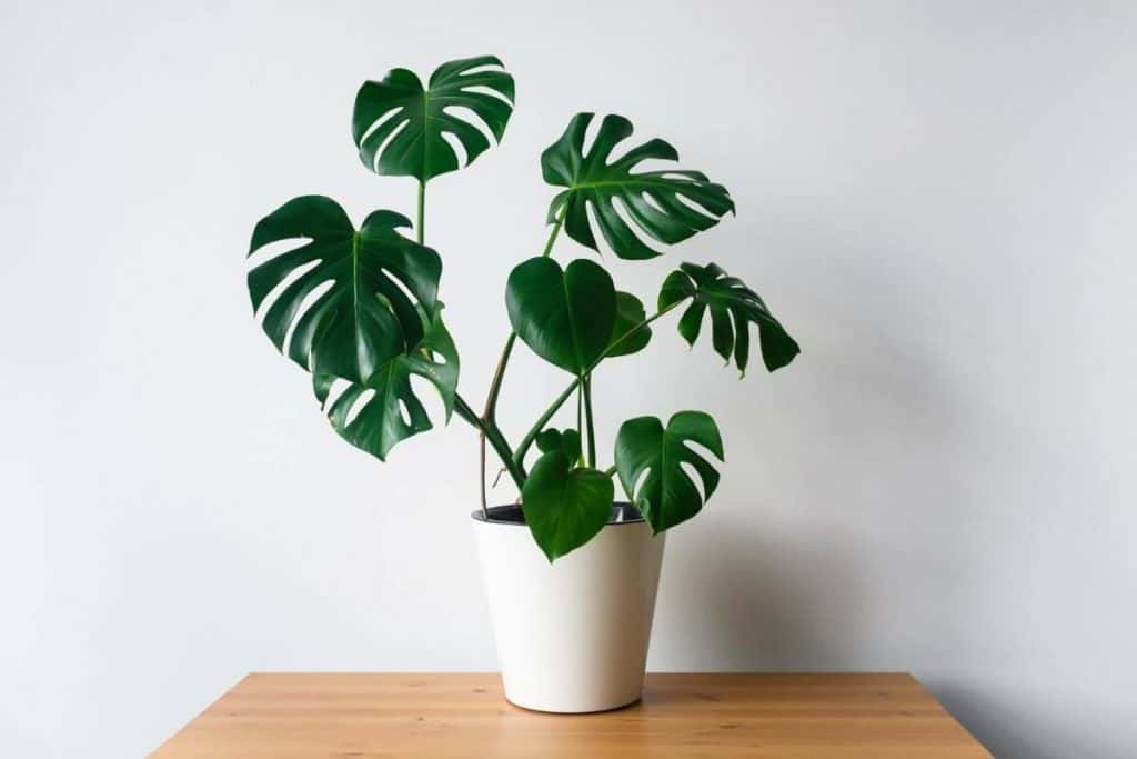 How to Propagate Monstera Deliciosa