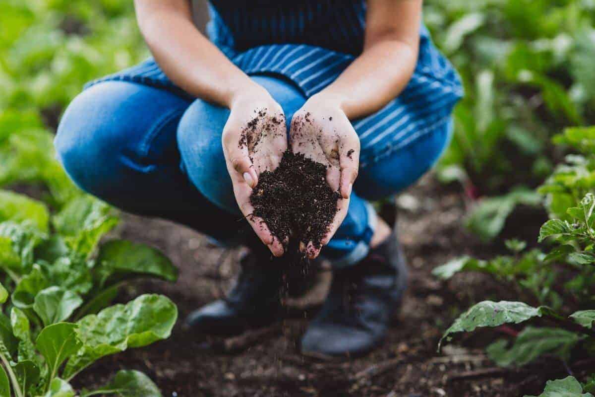 Which Plants Do Not Like Coffee Grounds? (5 Popular Plants)