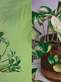 Difference Between Manjula Pothos and Marble Queen