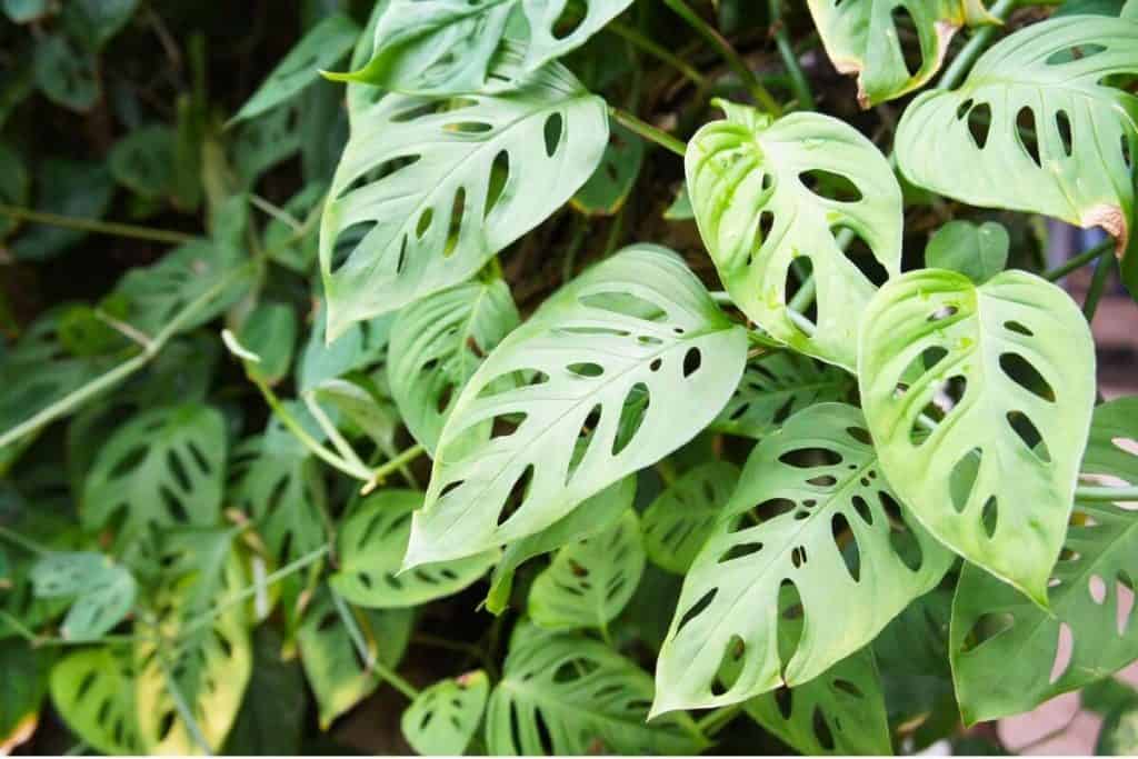 Monstera Adansonii Care