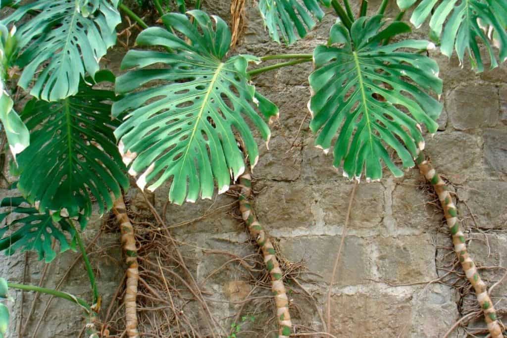 Monstera Adansonii Vs Deliciosa