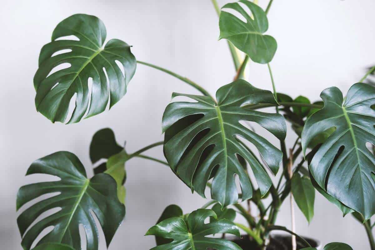 Monstera Deliciosa Care (Split Leaf Philodendron Care)