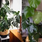 Difference Between Monstera Deliciosa and Borsigiana