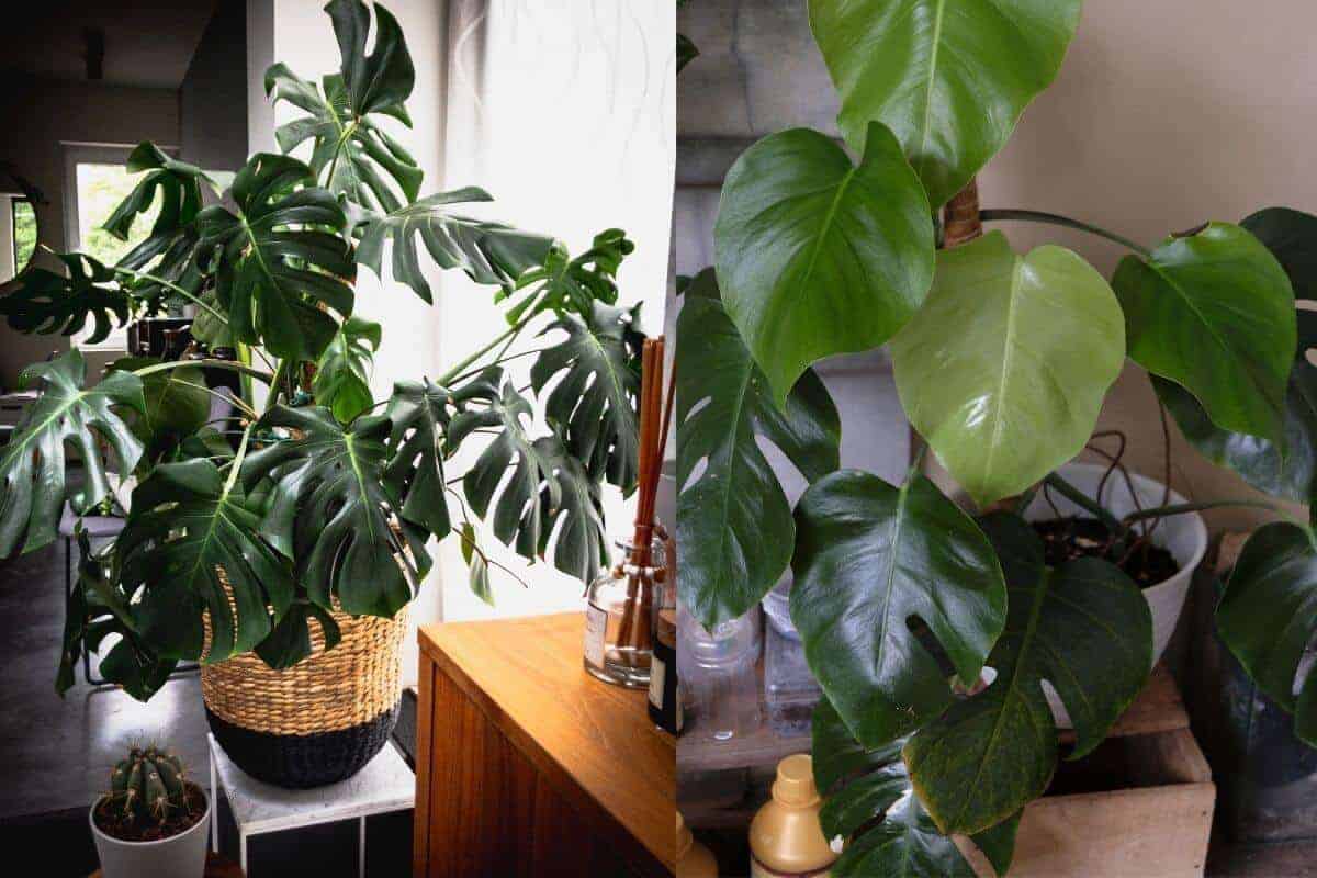 Monstera Deliciosa Vs Borsigiana (Major Differences)