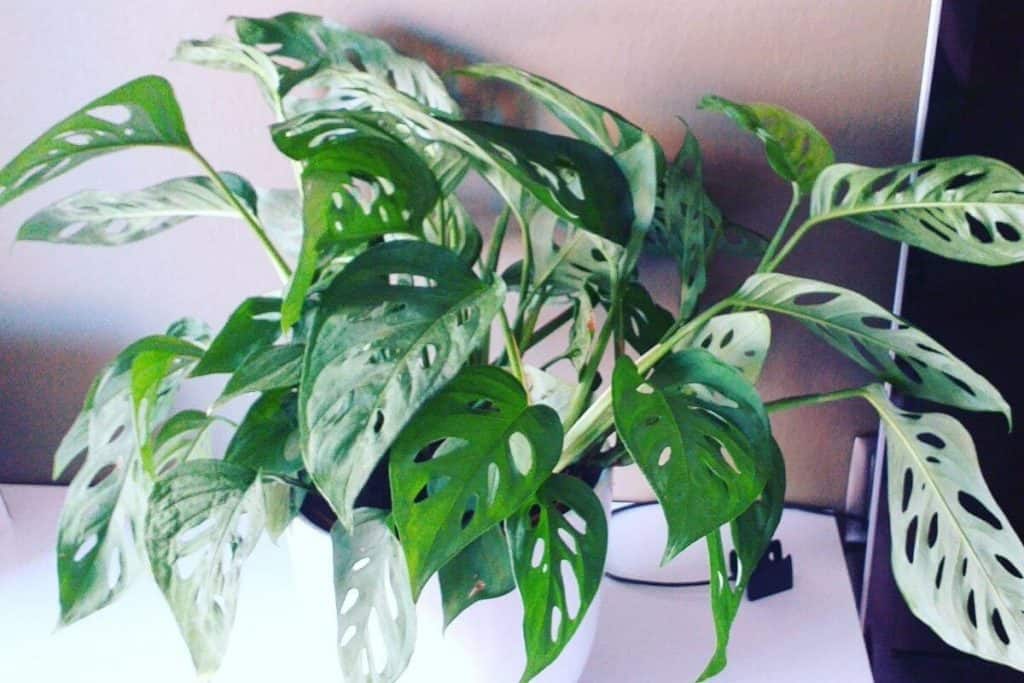 Monstera Obliqua Vs Adansonii