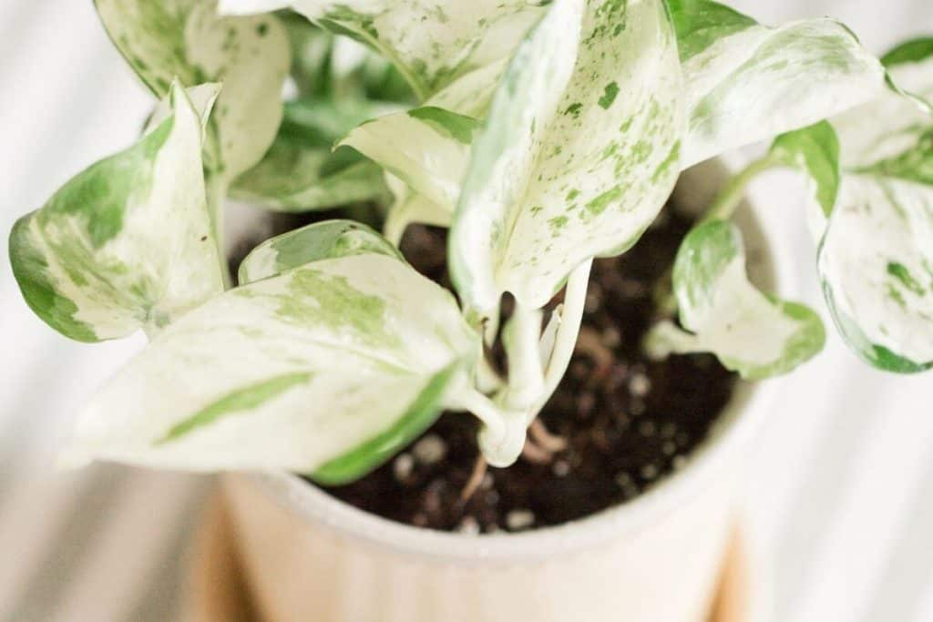 Pearls and Jade Pothos Care