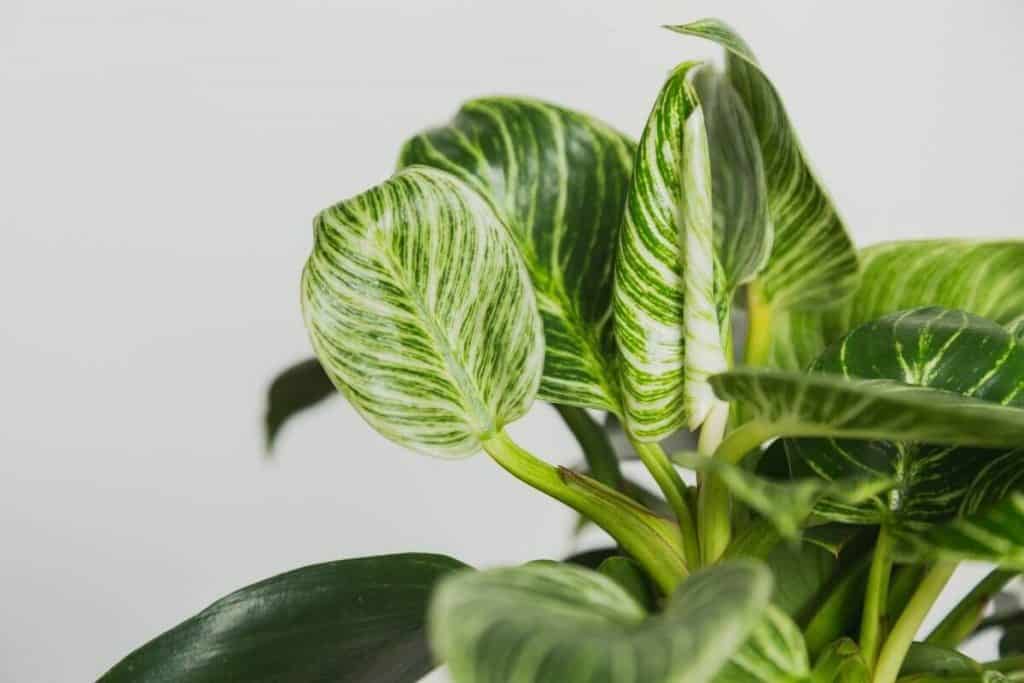 Philodendron Birkin Care