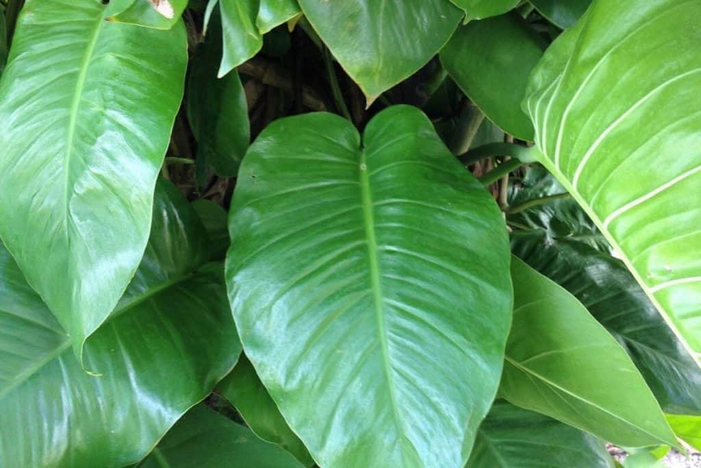 Philodendron Giganteum Care