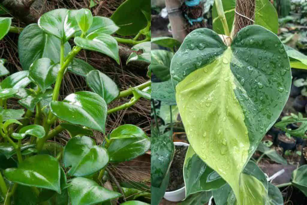 Philodendron Hederaceum Vs Micans