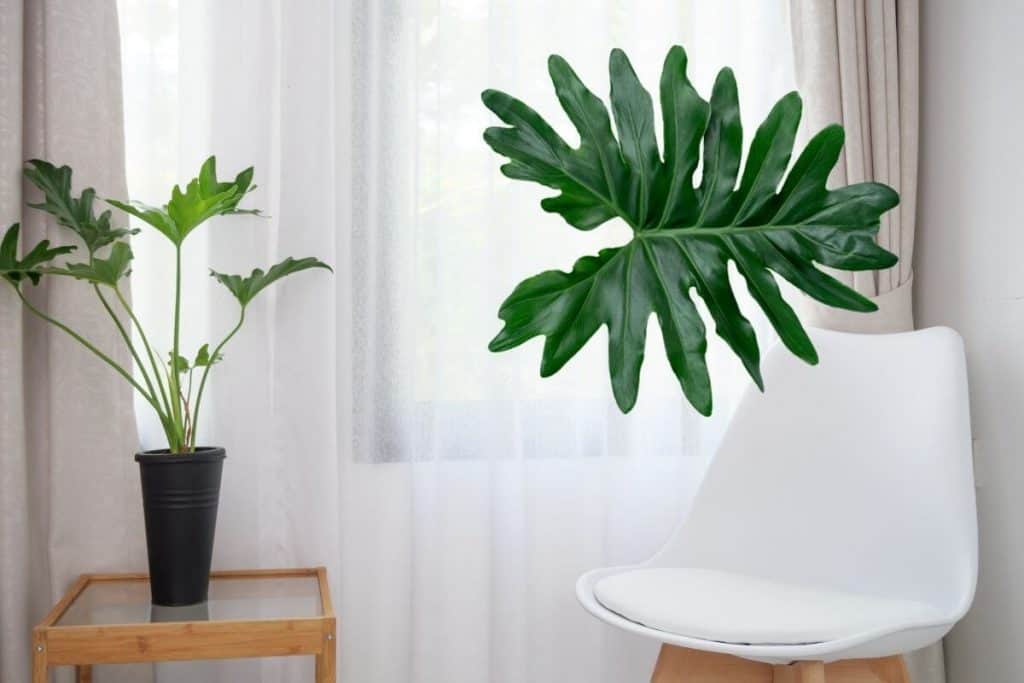 Philodendron Hope Vs Selloum