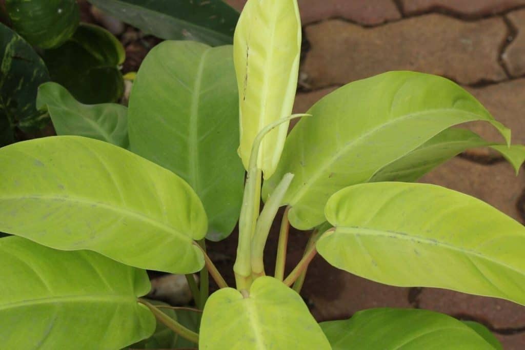 Philodendron Thai Sunrise Care