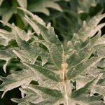 Plants That Has Spiky Leaves
