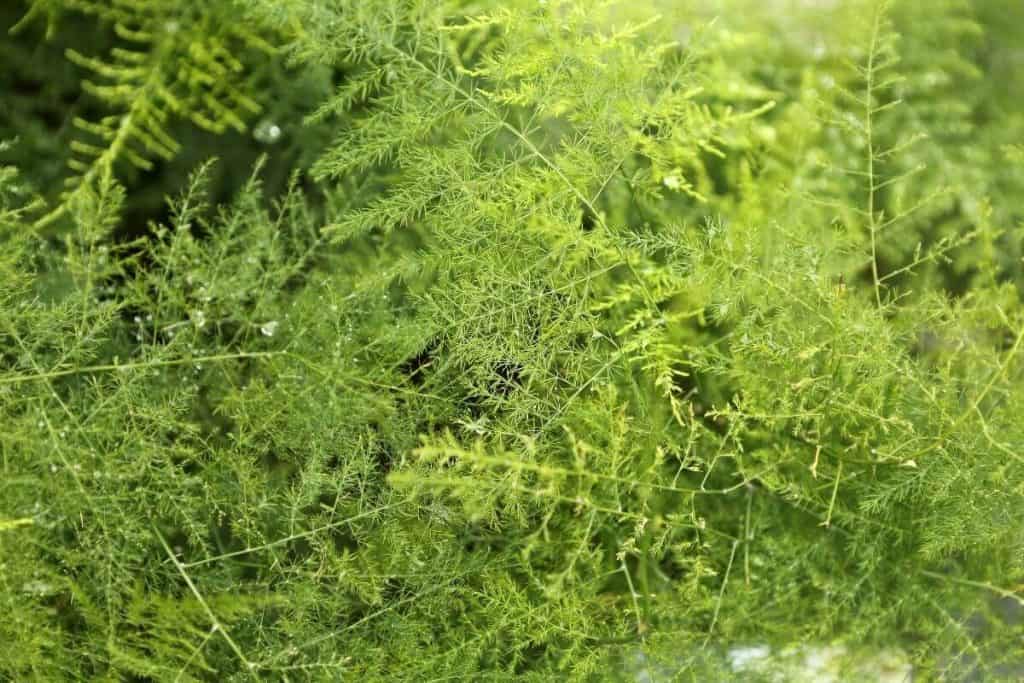 Plumosa Fern Care