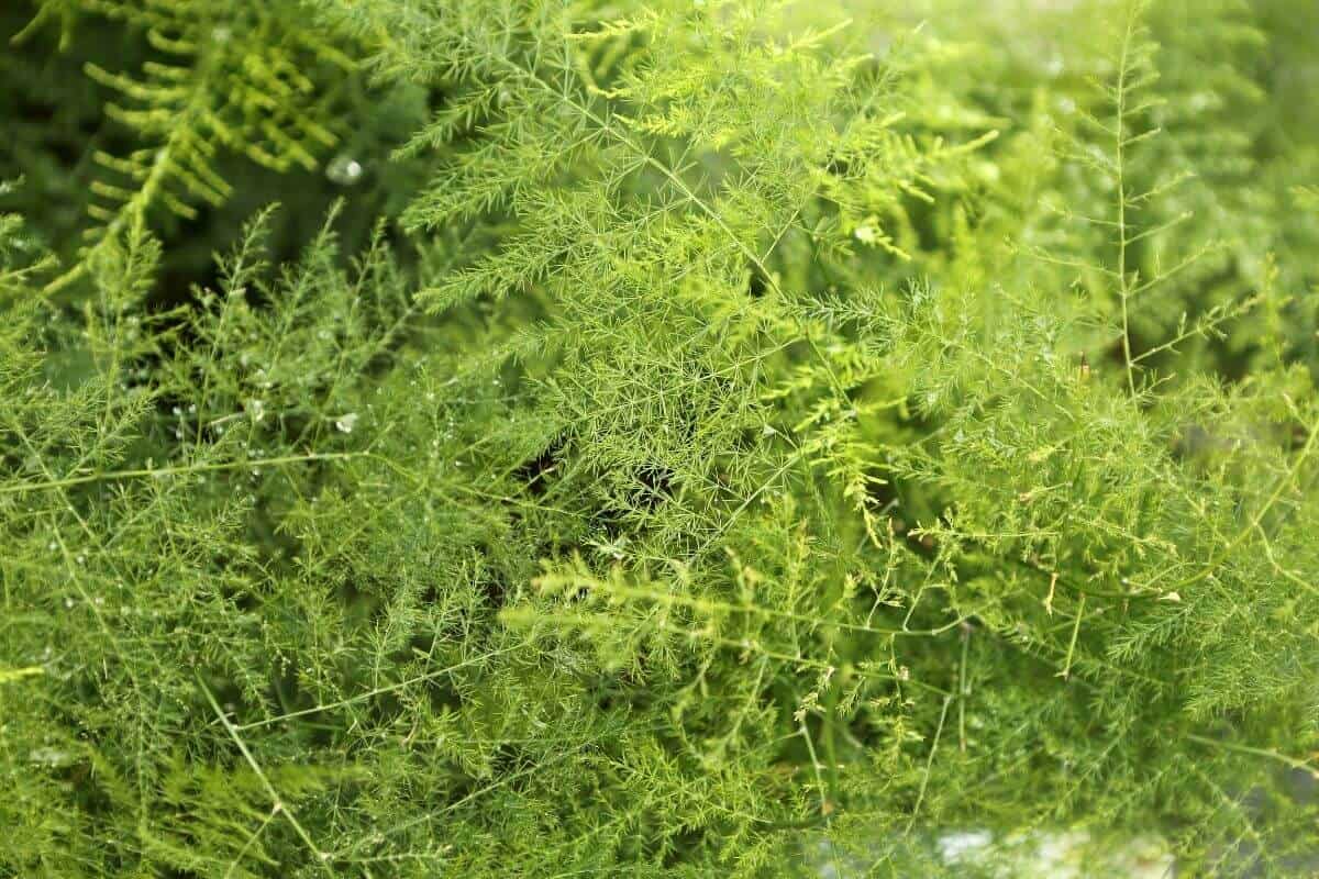 Plumosa Fern Care Growing Asparagus Setaceus