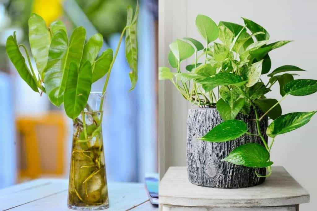 Scindapsus Vs Pothos