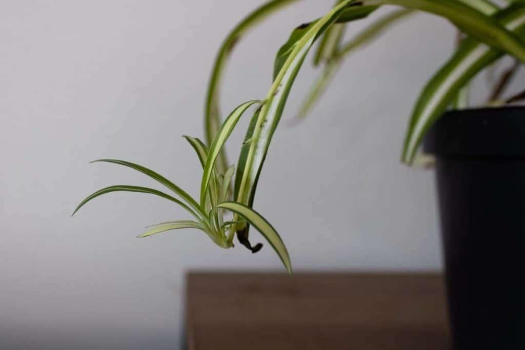 Should I Cut The Babies Off My Spider Plant