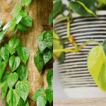Similarities Between Philodendron Hederaceum and Micans