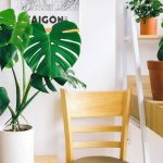 Similarities Between Philodendron and Monstera