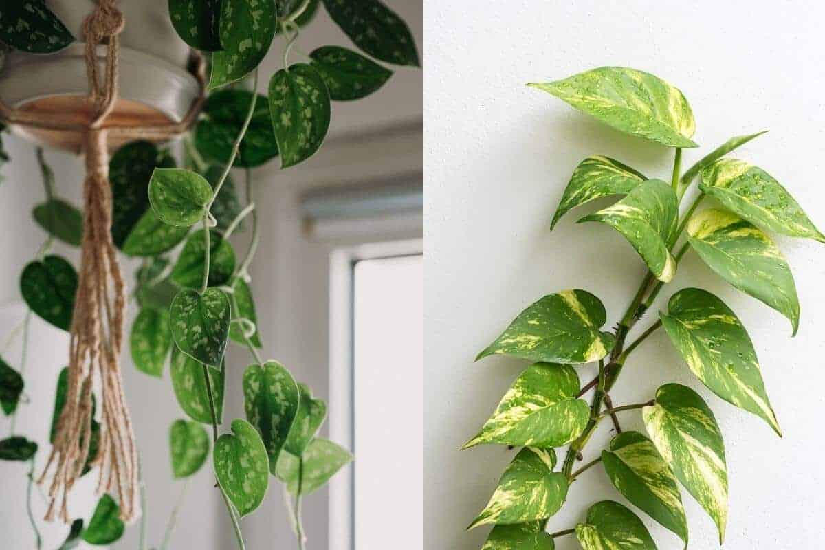 Scindapsus Vs Pothos (Notable Differences)