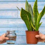Snake Plant Watering Needs