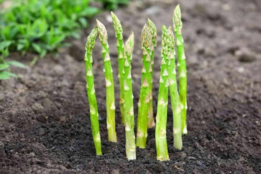 Stages of Growing Asparagus