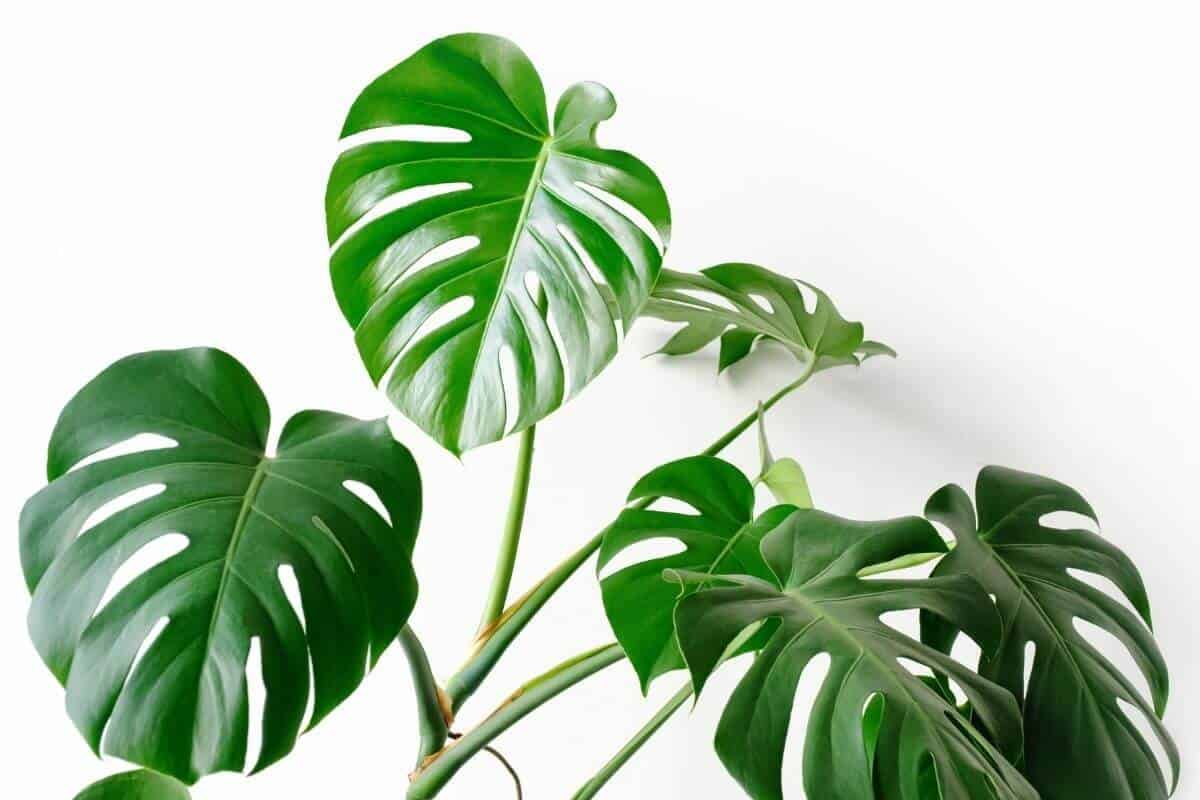 Top 17 Plants with Heart Shaped Leaves (Indoor & Outdoor)