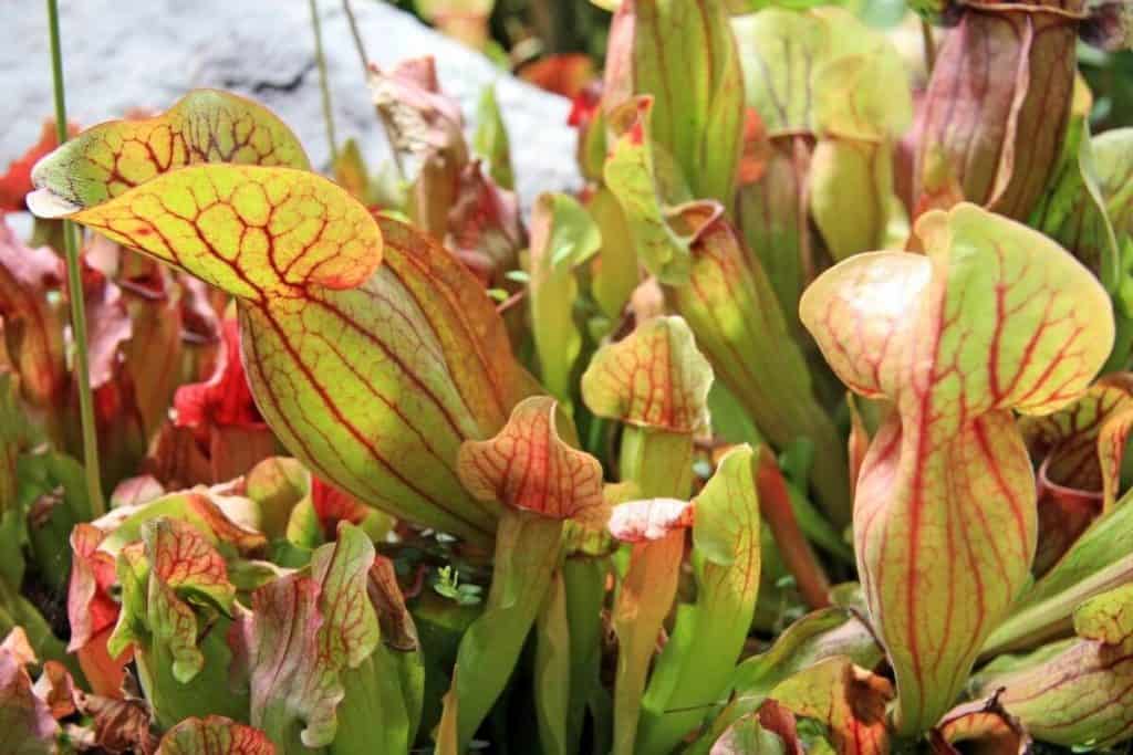 Types Of Carnivorous Plants