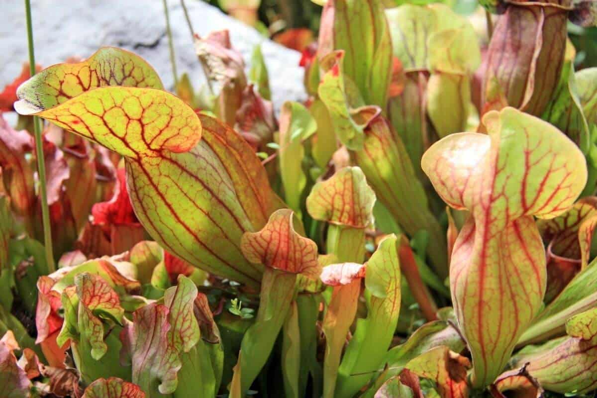 21 Types Of Carnivorous Plants (+ How to Care For Them)