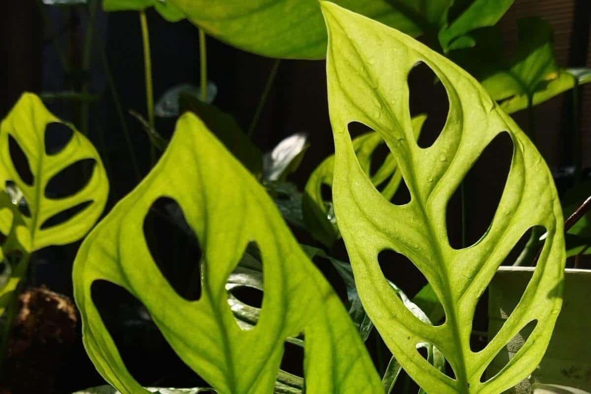 Monstera Epipremnoides Care (Monstera Esqueleto)