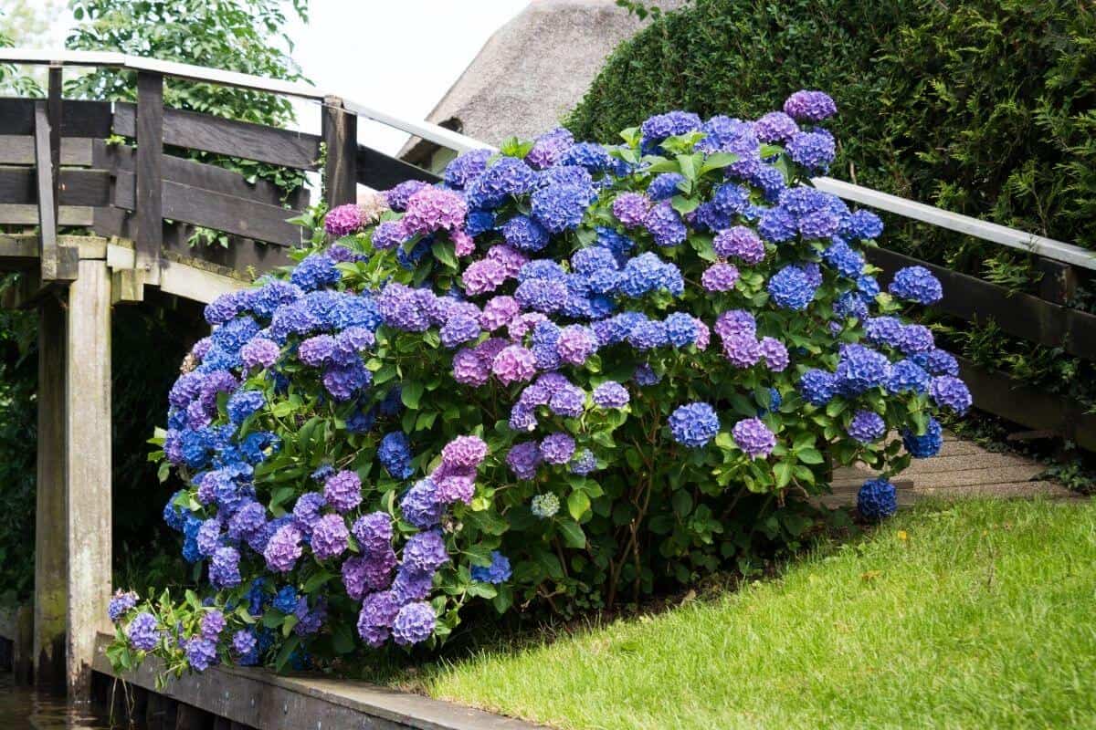 What Side Of The House Do You Plant Hydrangeas?
