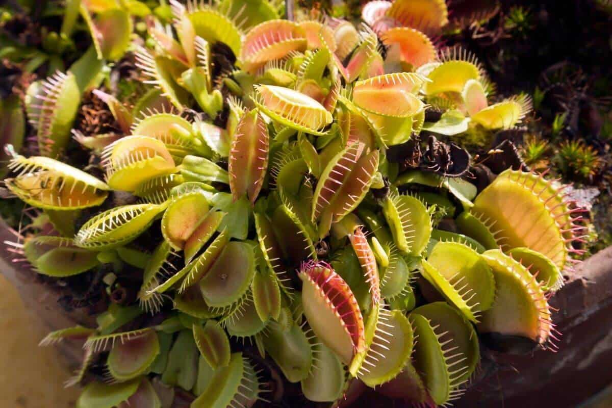 21 Types Of Carnivorous Plants (+ How to Care For Them)