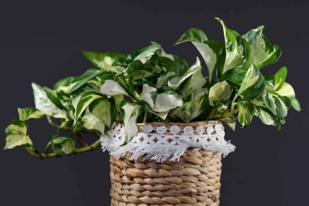 Manjula Pothos Vs Marble Queen: Noticeable Differences