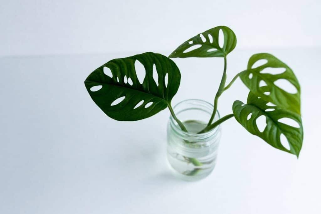 What is Monstera Adansonii